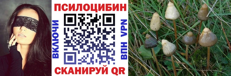 mega ссылка  Шарья  Галлюциногенные грибы Psilocybine cubensis  как найти закладки 